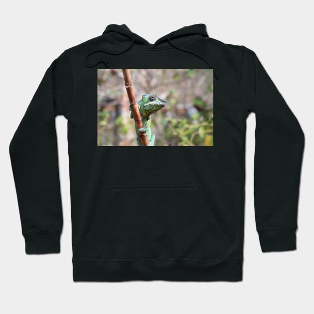 Female panther chameleon, Madagascar Hoodie by HazelWright